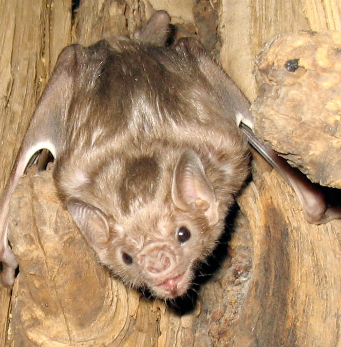 White-Winged Vampire Bat