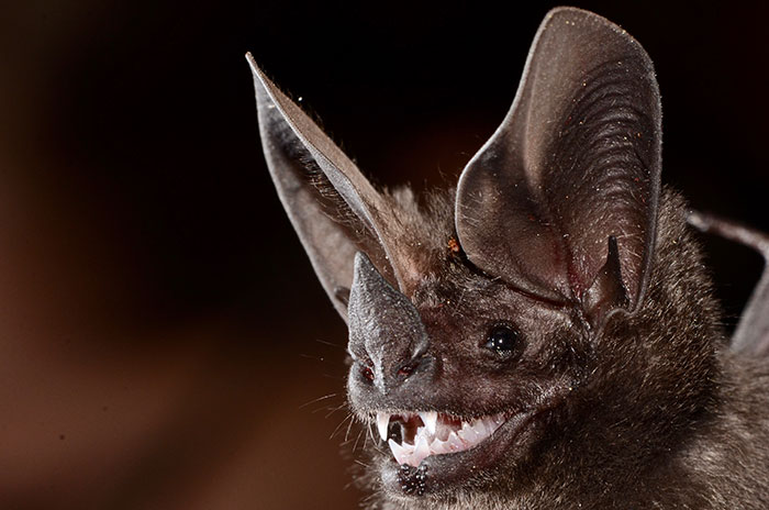 Pygmy Round-Eared Bat