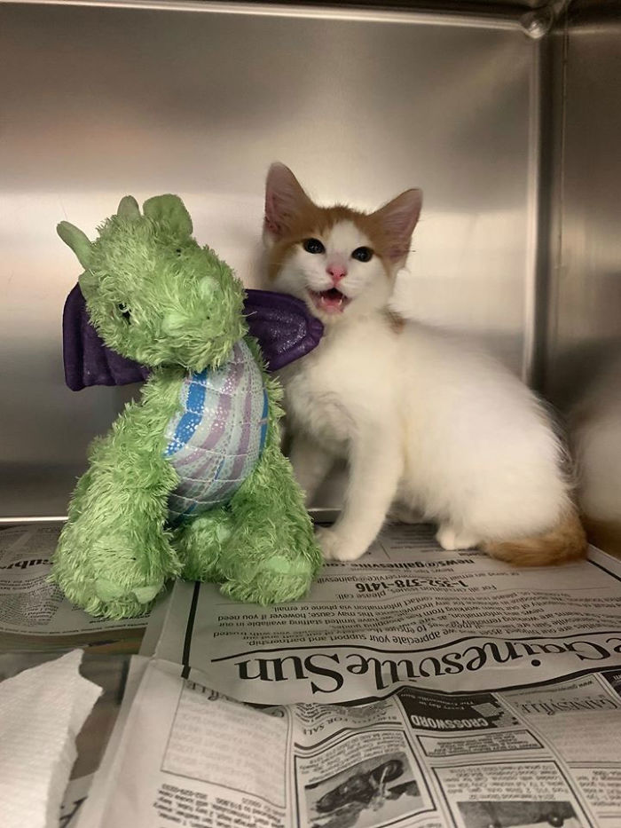 Kitten Brings His Stuffed Dragon BFF To The Vet To Keep Him Safe