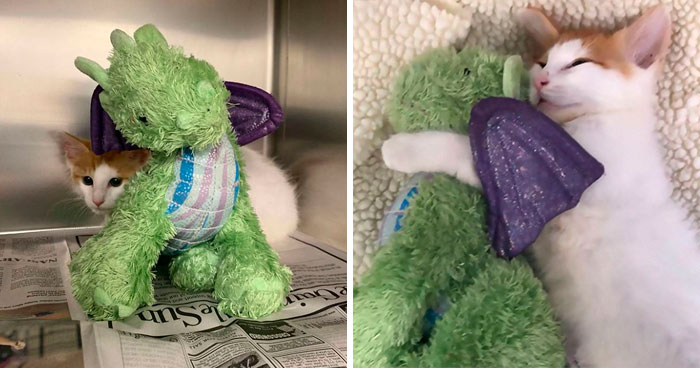 Kitten Brings His Stuffed Dragon BFF To The Vet To Keep Him Safe