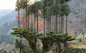 This Ancient Japanese Pruning Method From The 14th Century Allows Lumber Production Without Cutting Down Trees