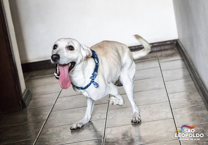 Disabled Dog That Was Dumped By Its Heartless Owners Twice In One Day Finds A Forever Home