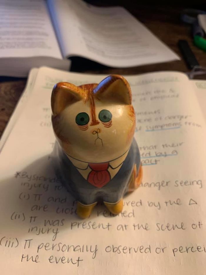 Estoy estudiando para el colegio de abogados y me identifiqué mucho con este gato que encontré en Ebay