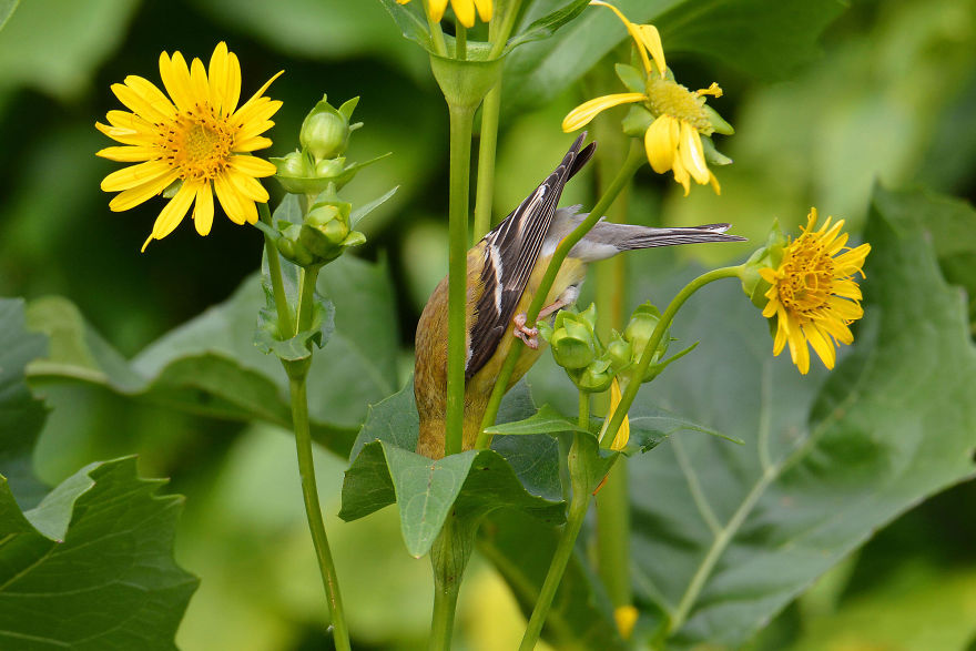 Plants For Birds Winner: American Goldfinch On A Cup Plant