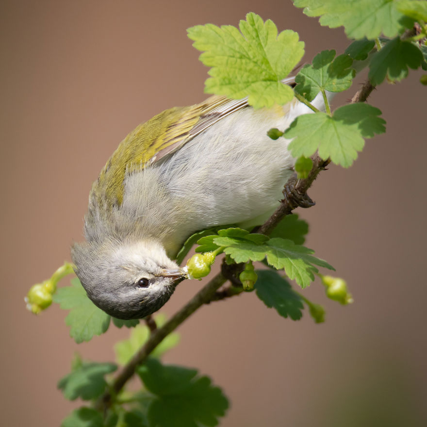Plants For Birds Honorable Mention: Tennessee Warbler On An Eastern Prickly Gooseberry