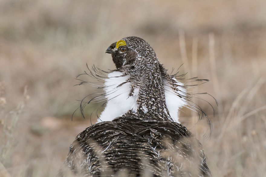 Professional Honorable Mention: Greater Sage-Grouse
