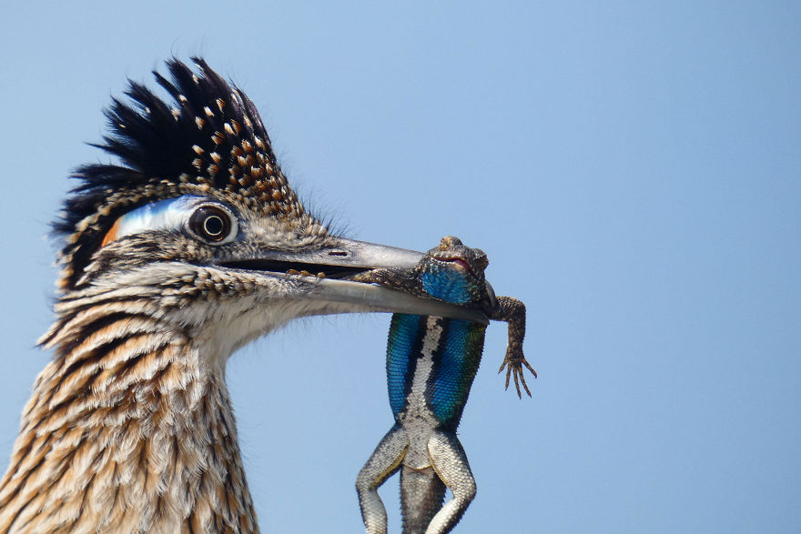 Youth Honorable Mention: Greater Roadrunner