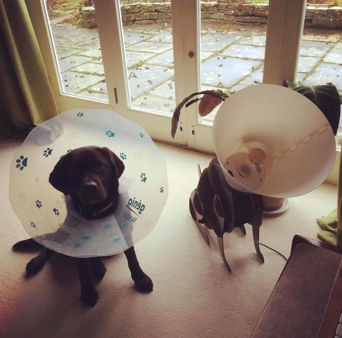 The Lamp (The One On The Right!) Was £5, Reduced From £10, In My Local Charity Shop. Rosie (The One On The Left) Was In A Buster Collar At The Time So They Made A Perfect Pair! Yes It Came Home With Me And I Still Have It