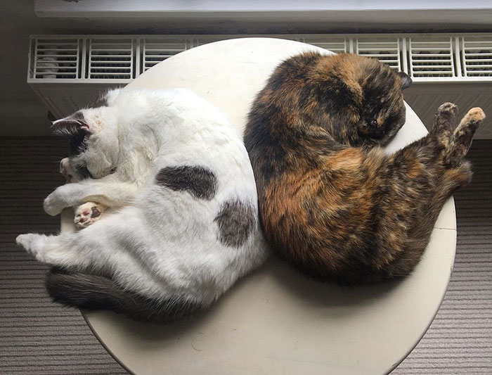Weird-Position-Lying-Cats-Pics