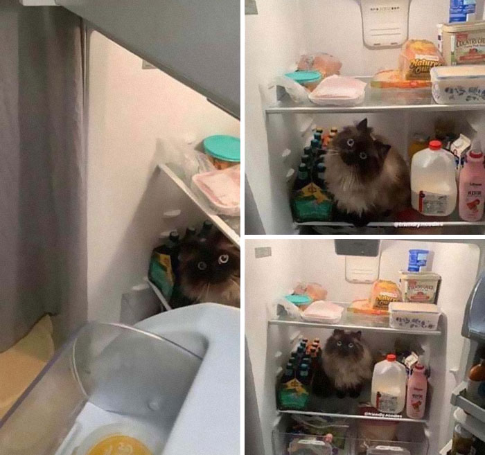 Everytime I Clear Out Some Space In The Fridge, Noodle Thinks It's For Him