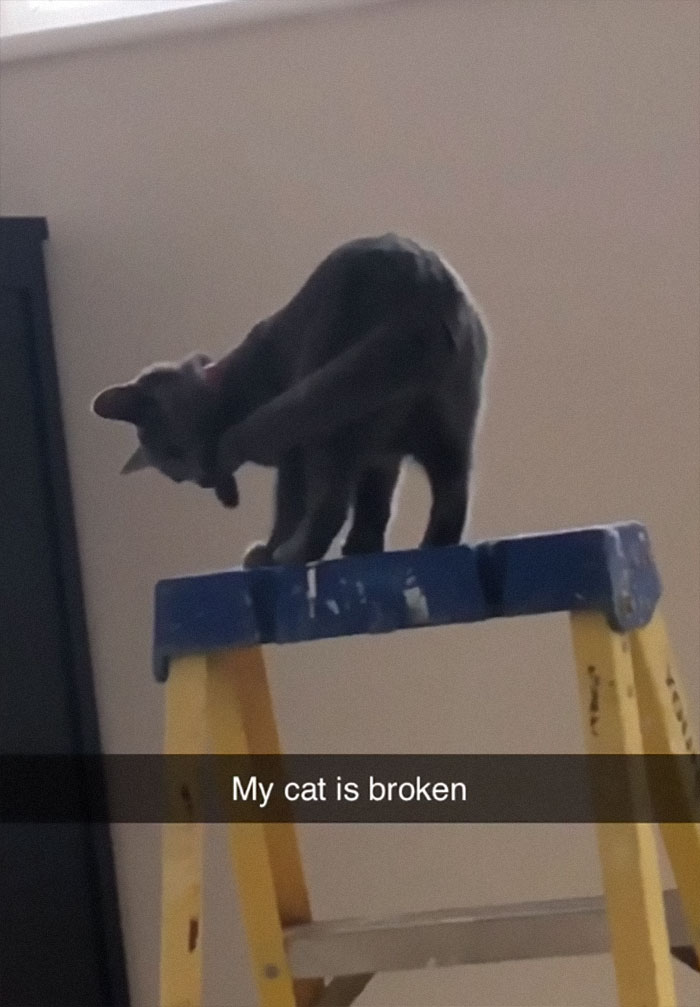 Spinning Cat On A Ladder