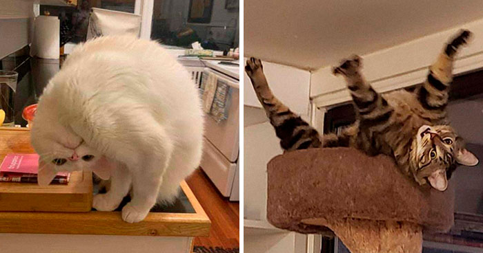 “What’s Wrong With My Cat?” Online Group Has Owners Posting Pics Of Their Malfunctioning Cats And Here Are 50 Of The Funniest Ones