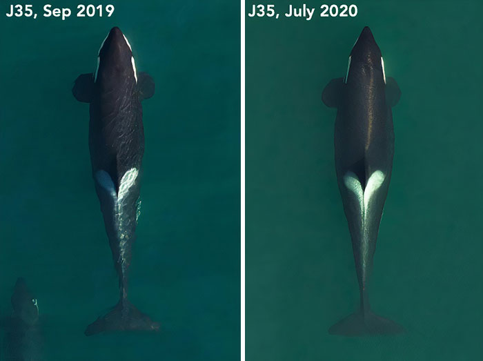 Two Years Ago, The World Watched With A Heavy Heart As A Mother Orca Carried Along Her Dead New-Born For More Than Two Weeks. Now, That Same Orca Is Pregnant Again