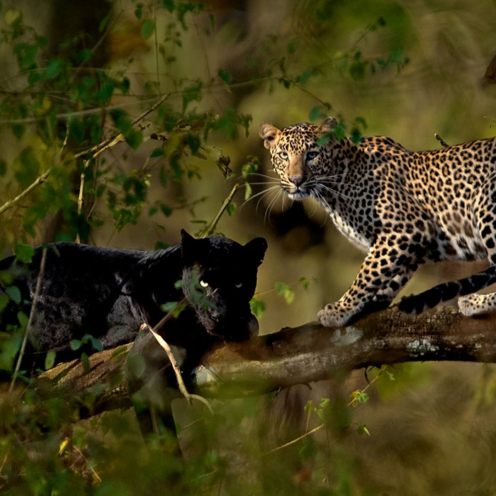 "I Could Wait 6 Years For A Moment Like This": Wildlife Photographer Waits 6 Days For A Perfect Leopard And A Black Panther Shot