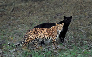"I Could Wait 6 Years For A Moment Like This": Wildlife Photographer Waits 6 Days For A Perfect Leopard And A Black Panther Shot