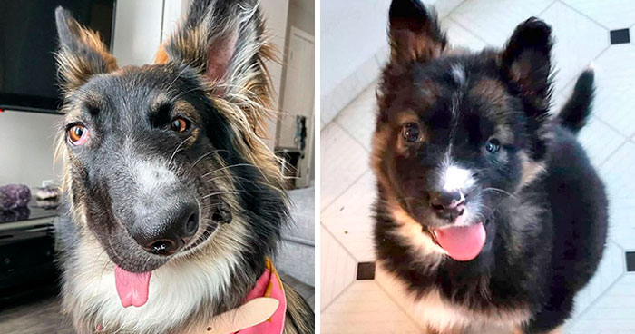 Although This German Shepherd Got A Disfigured Face, He Is Now A Therapy Dog!