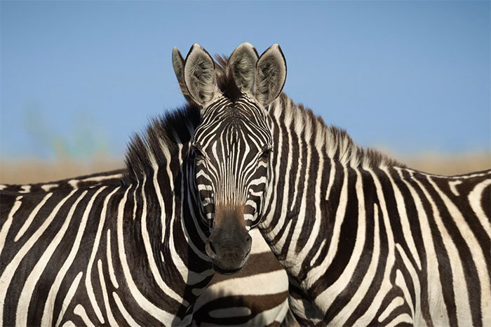 People Can’t Agree Which Of These 2 Zebras Is Looking At The Camera