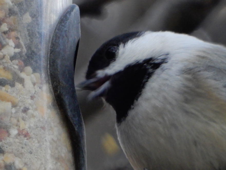 Backyard Birds