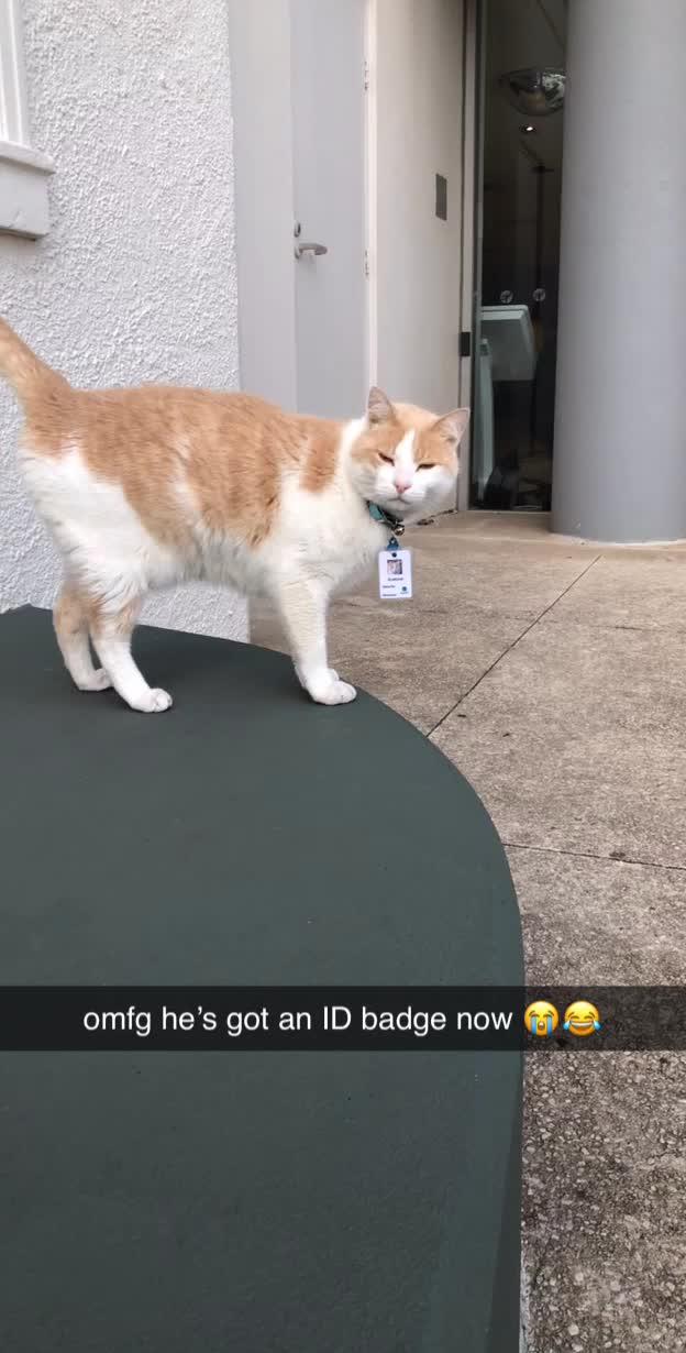 Cat Hangs Around A Hospital For A Year, Ends Up Getting Hired As A Security Cat