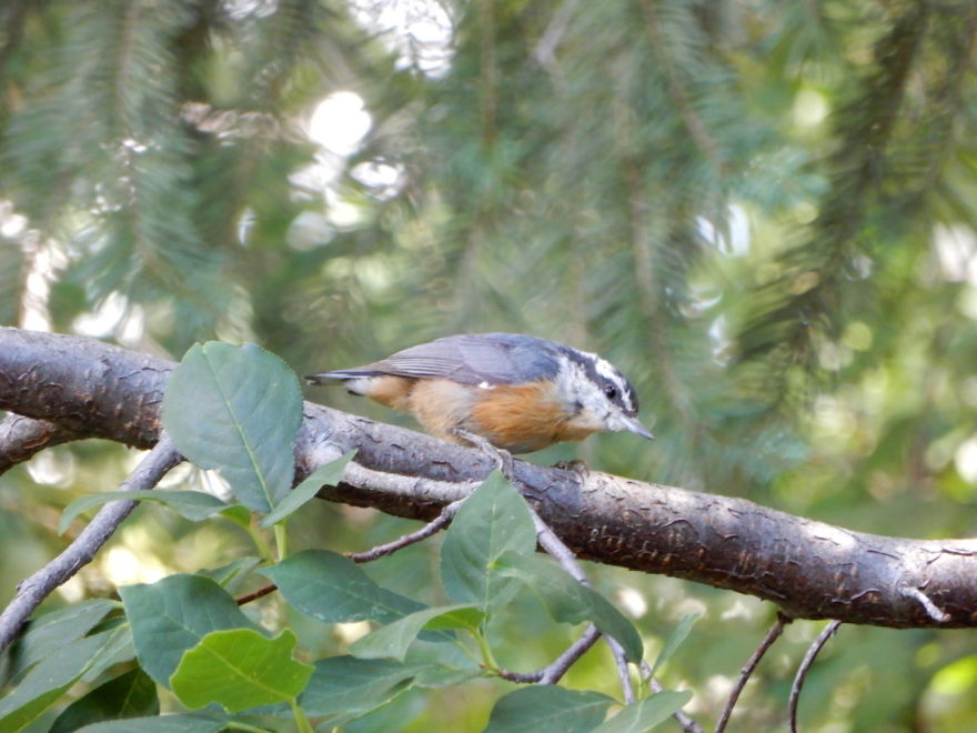 Backyard Birds