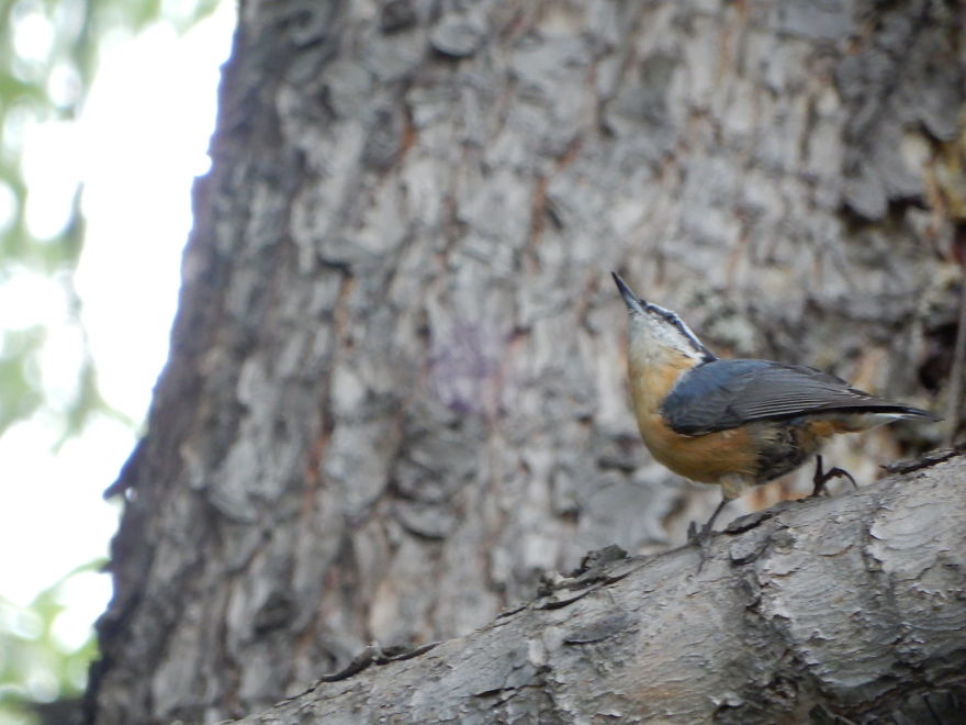 Backyard Birds