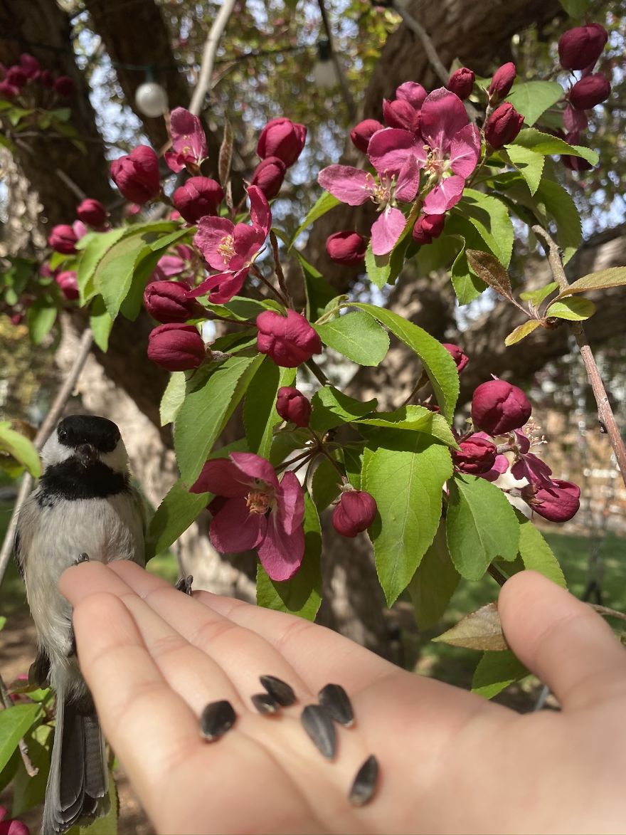 Backyard Birds