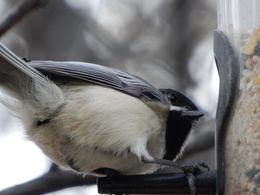Backyard Birds