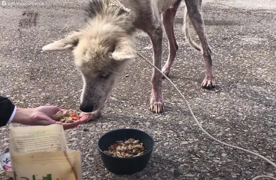 Cruel Man Starves Husky As Revenge On His Wife That Divorced Him, The Dog Undergoes Amazing Transformation After Being Rescued