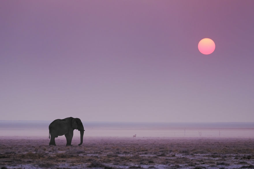 Elephant Sunset, Etosha Pan, Namibia