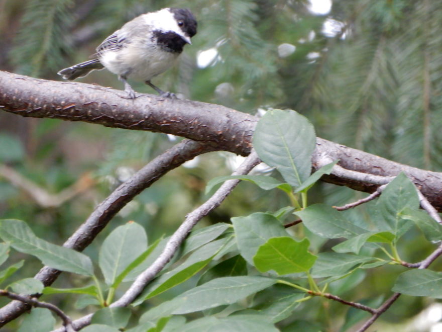 Backyard Birds