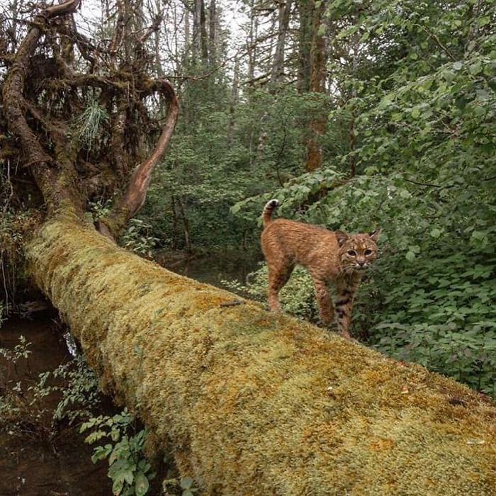 Este fotógrafo encontró a un visitante sorpresa cuando miraba las fotos hechas por su cámara del bosque