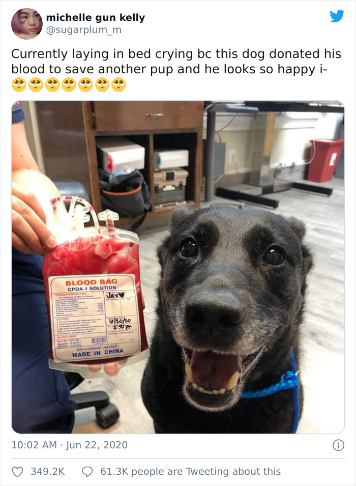 This Dog Donated His Blood