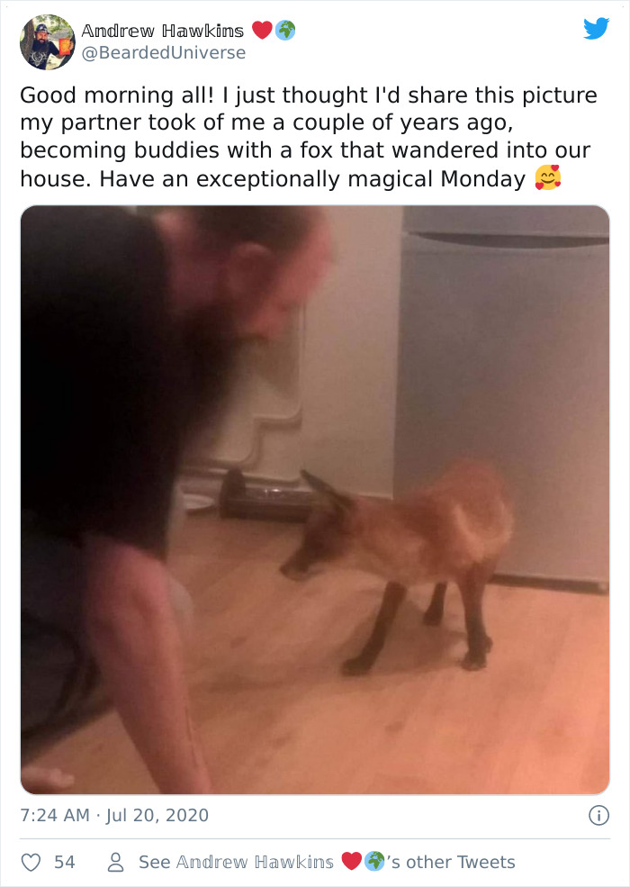 Becoming Buddies With A Fox That Wandered Into Our House