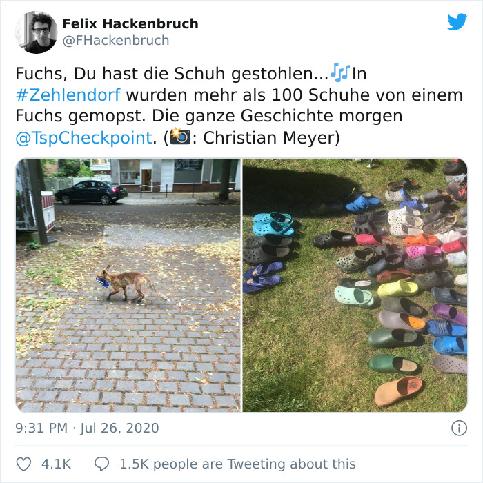 Fox From Berlin Gets Unmasked As A Crocs-Thief With A Collection Of Over 100 Stolen Shoes And People Find It Hilarious