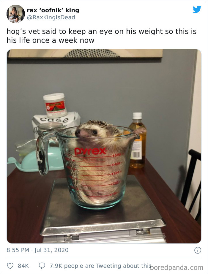 Yeah, I’ll Have A Cup Of Hedgehog, Please