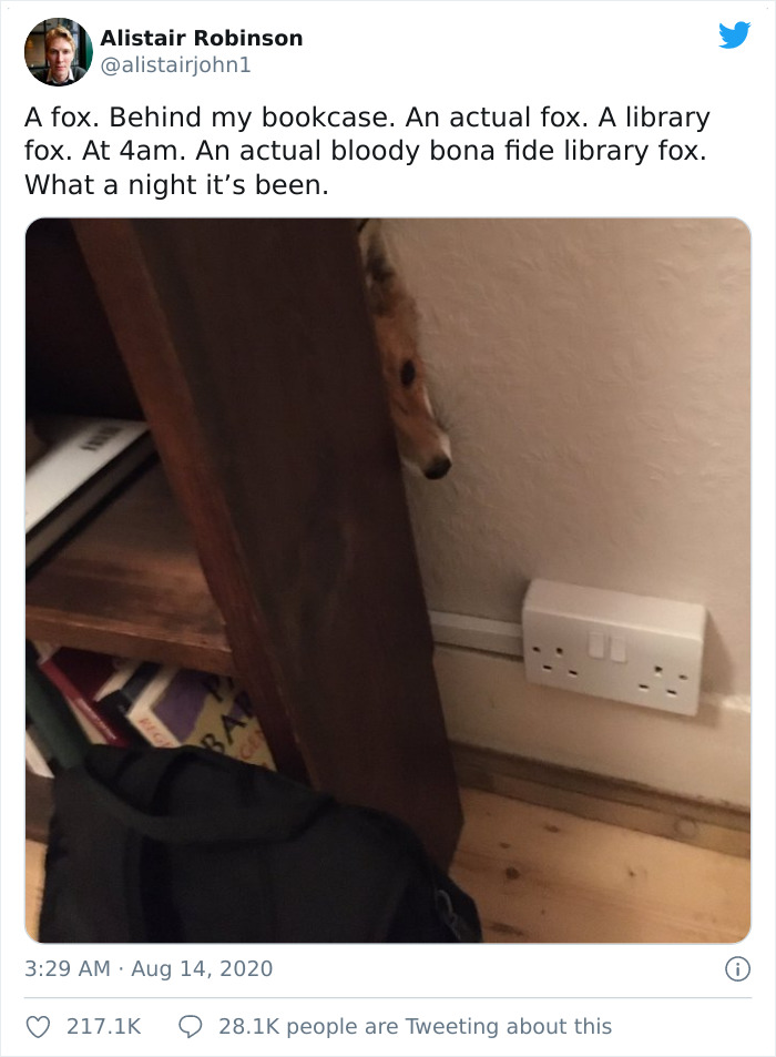 A Fox. Behind My Bookcase. An Actual Fox. A Library Fox. At 4am. An Actual Bloody Bona Fide Library Fox. What A Night It’s Been