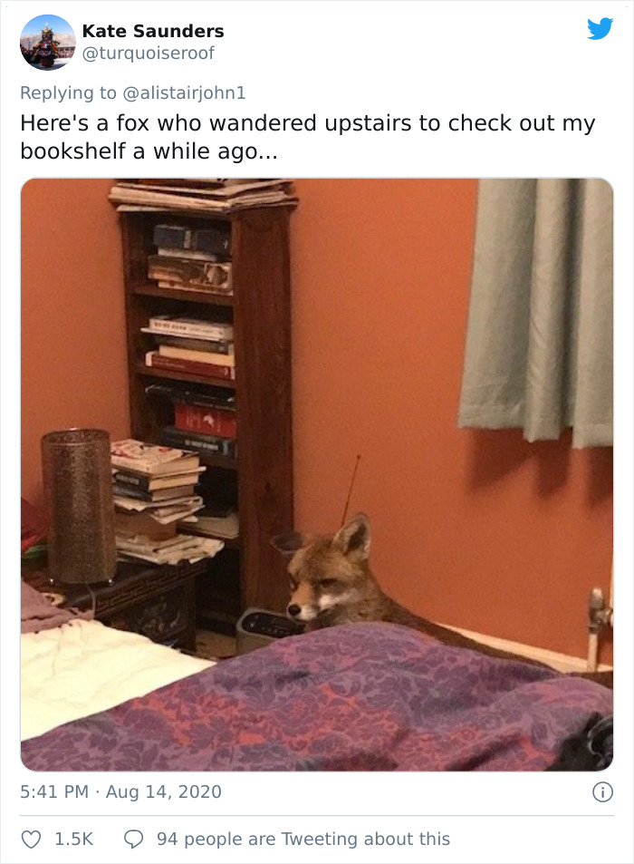 Here's A Fox Who Wandered Upstairs To Check Out My Bookshelf A While Ago