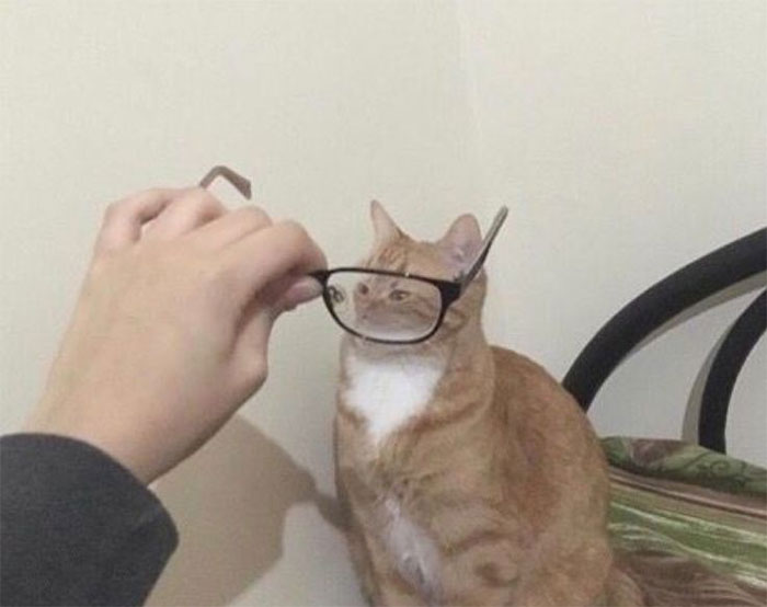 Pets-Animals-Behind-Glasses