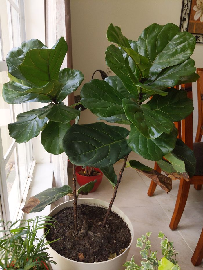Ooooooh My Gorgeous Fiddle-Leaf Fig Which I Almost Lost To Too Much Water