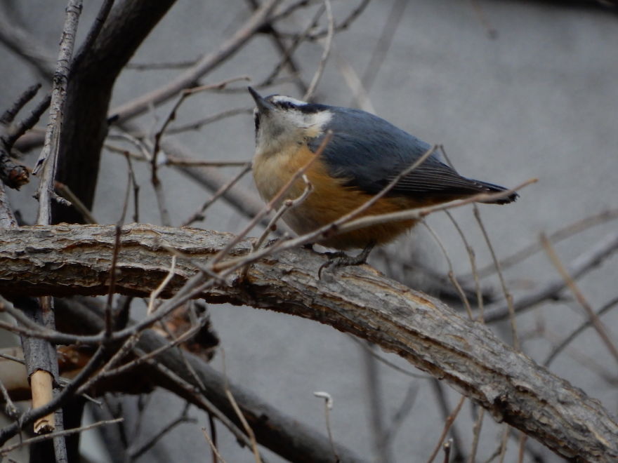 Backyard Birds