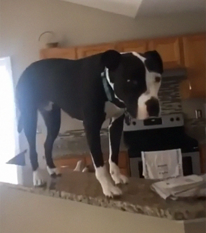 This Shelter Pit Bull Thinks He's A Cat, And His New Family Keeps Posting Photos That Prove It