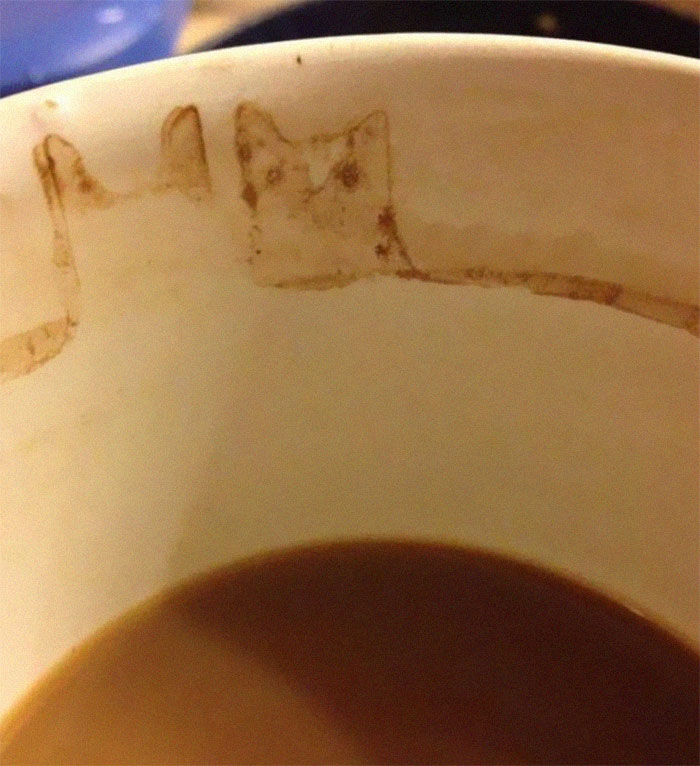 Coffee Stain Cat