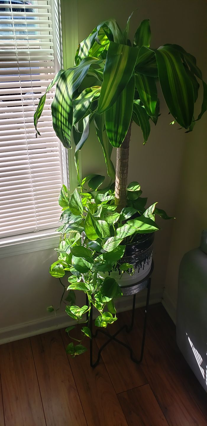 My Cane/Pothos Combo, No Filter The Sun Is Just Hitting The Plant Right