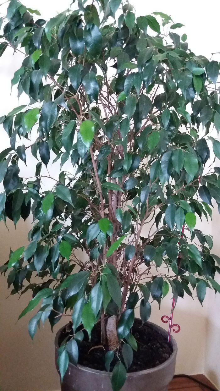 I Got This Ficus From My Mum. I Think It's Ficus Benjamin, But I'm Not Sure. Anyway, I Love It