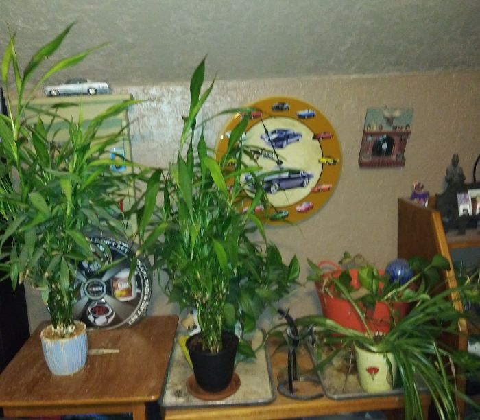 This Is My Dad's Jungle