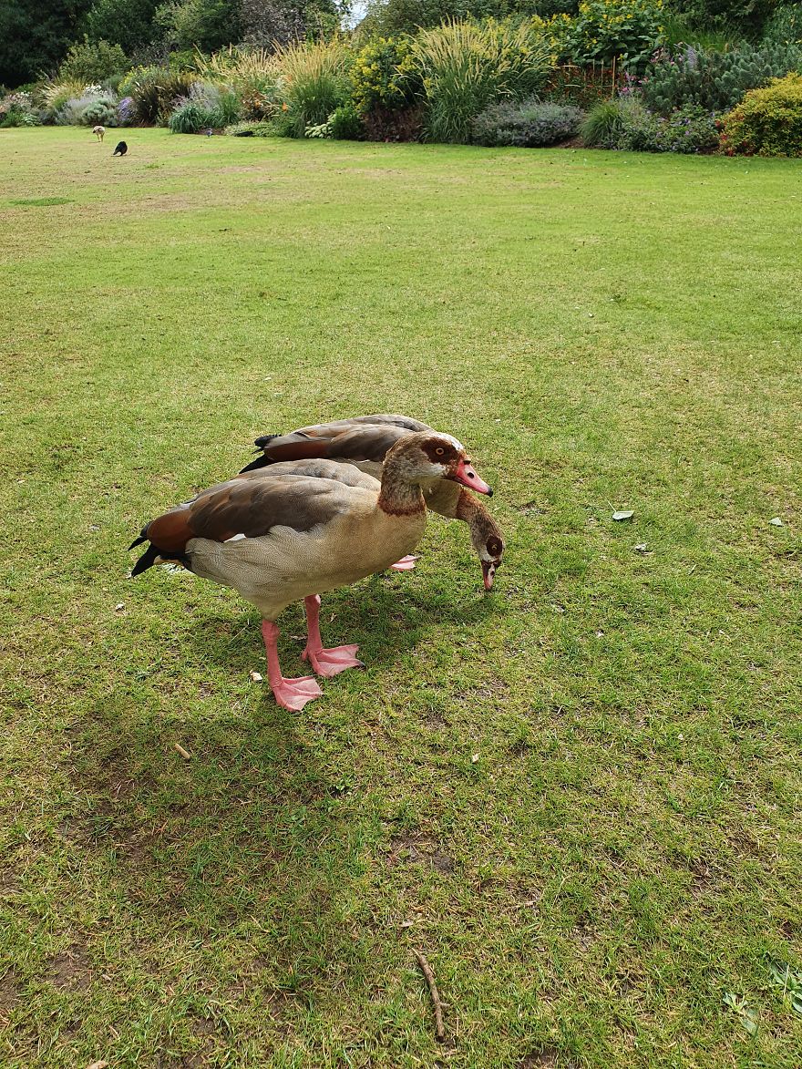 These Ducks Stole My Bread