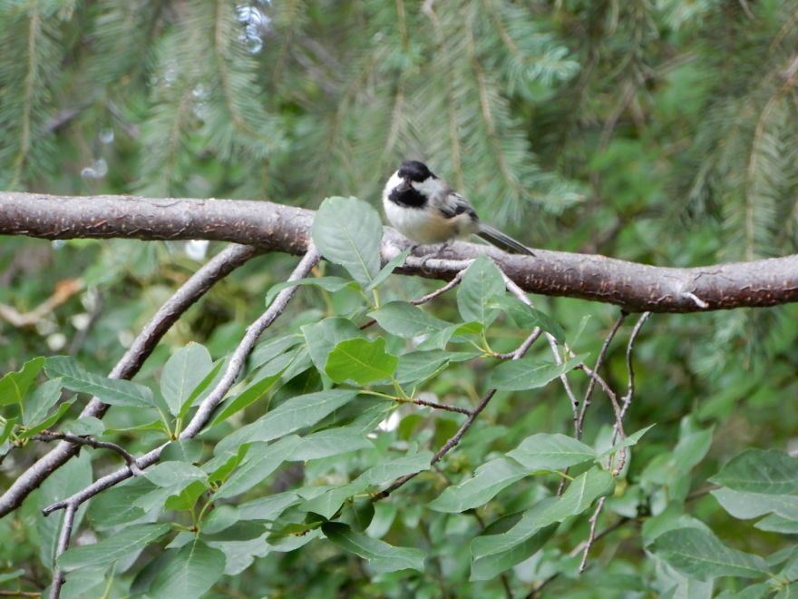 Backyard Birds