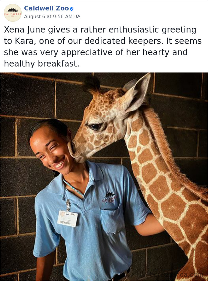 Baby Giraffe Kissing Zookeeper