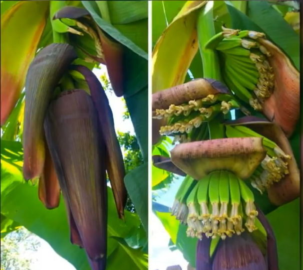 Banana Week