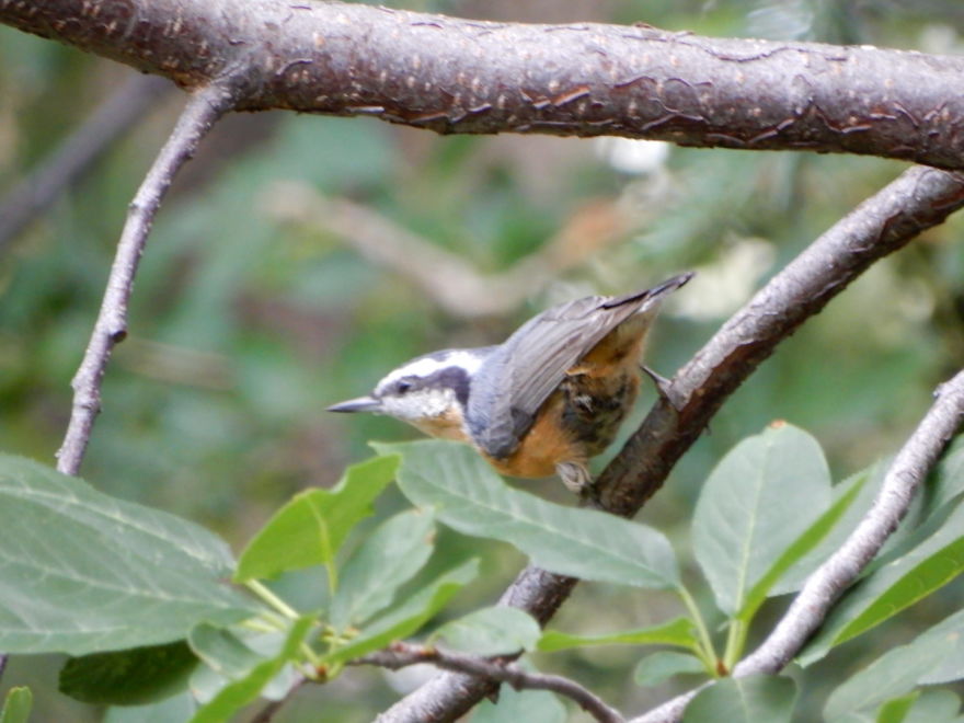 Backyard Birds